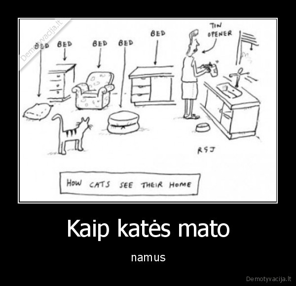 Kaip katės mato