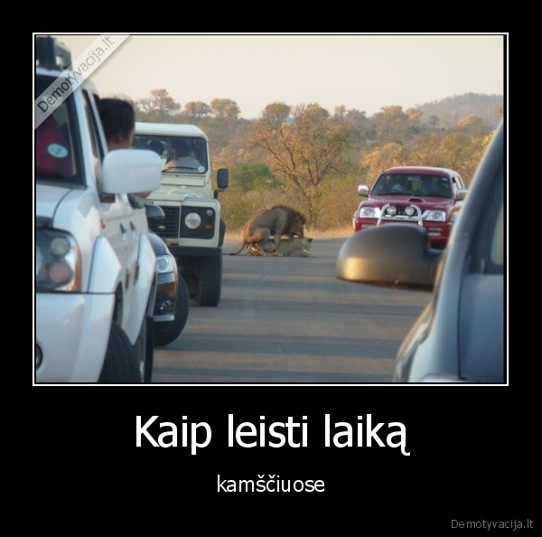 kamsciai,laikas