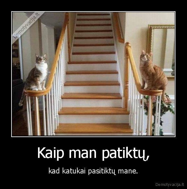 katinai,katinas,kate,pasitikimas