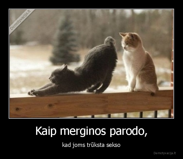 seksas,merginos,kates,uzpakalis
