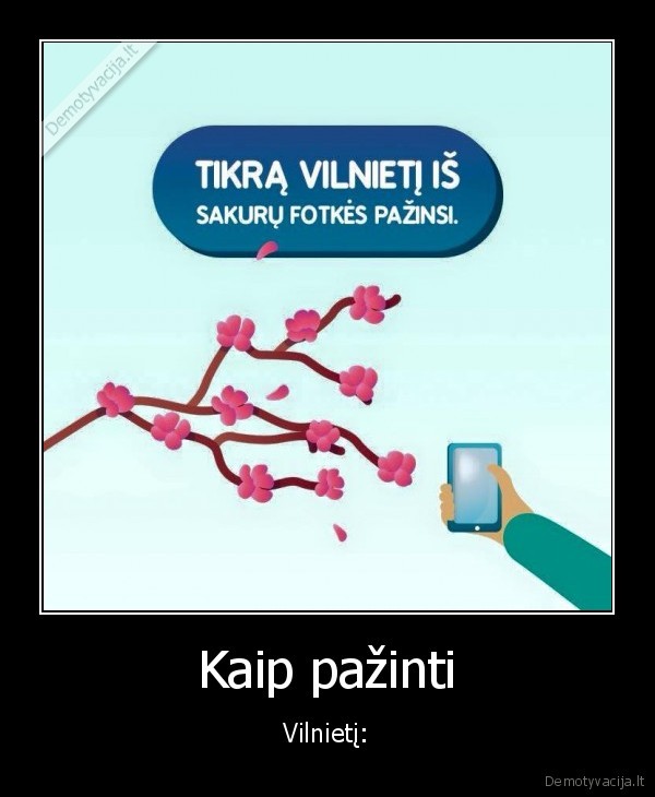 vilnietis,sakuros,nuotrauka,pazinti