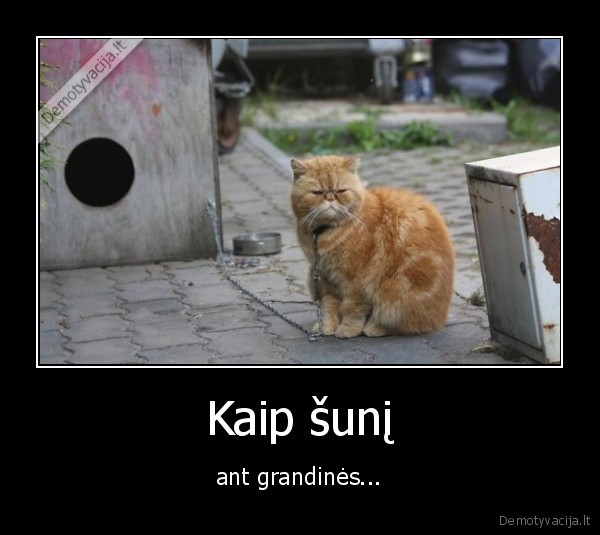 katinas,grandine