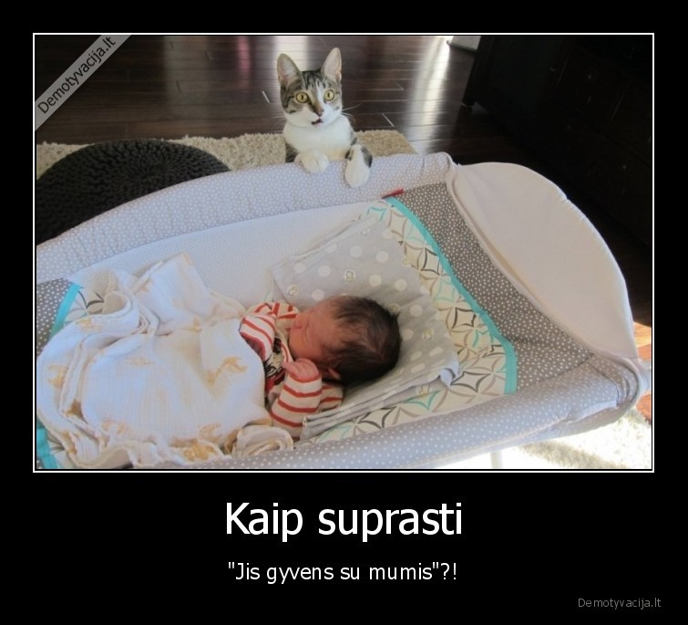 sokiruotas, katinas,naujagimis