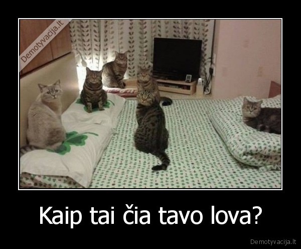 lova,katinas