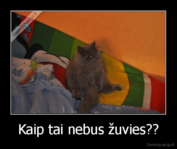 livetos, katinas