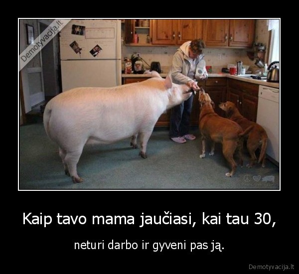 kiaule,mama,suo