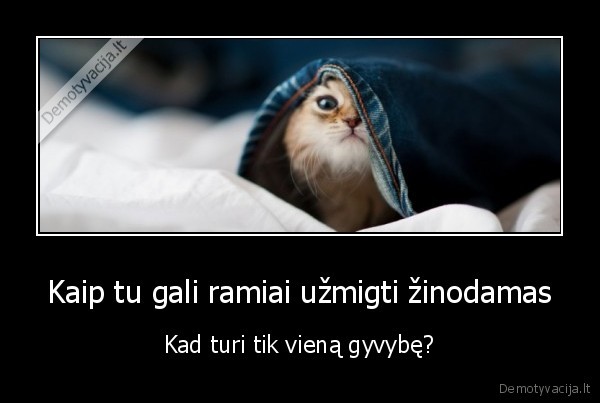 7, gyvybes,katinas,miegas,nerimas