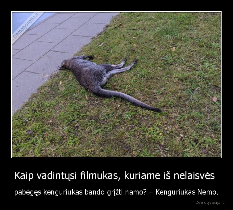 kengura,nemo,gyvunas