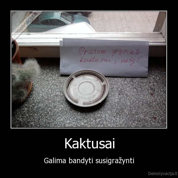 kaktusas