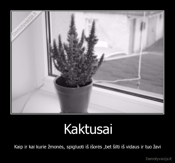 Kaktusai