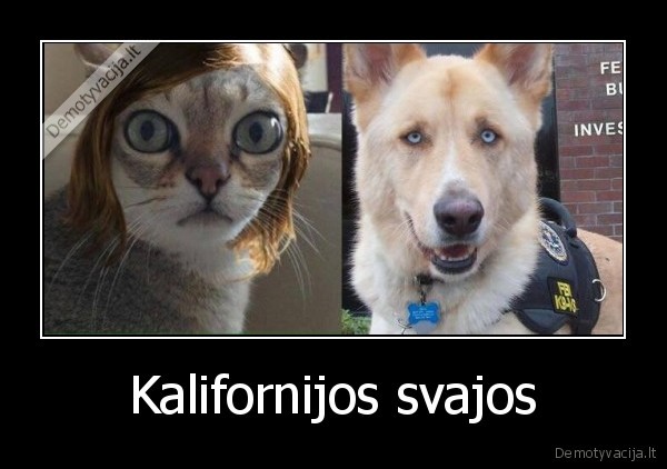 la, la, land,kalifornijos, svajos