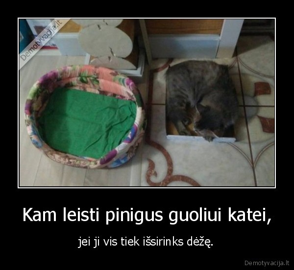 kate,katinas,guolis,deze,lova