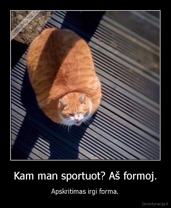 sportas,apskritimas,katinas,forma