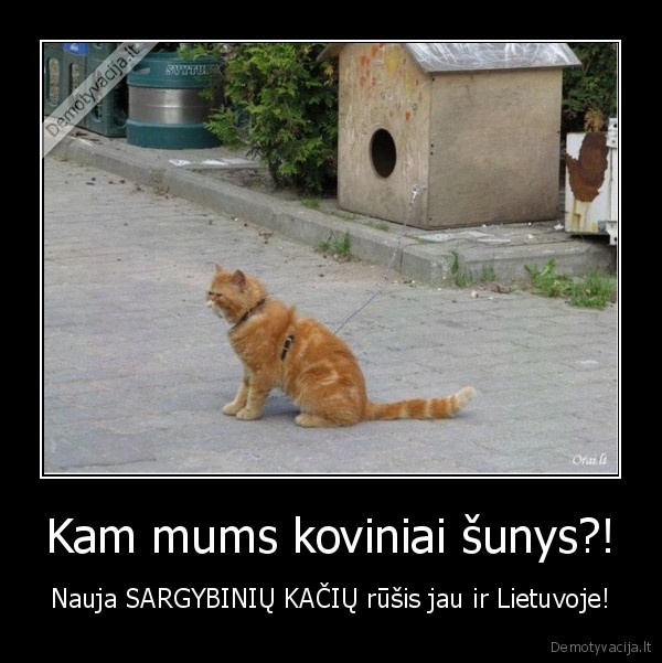 kovinis,katinas