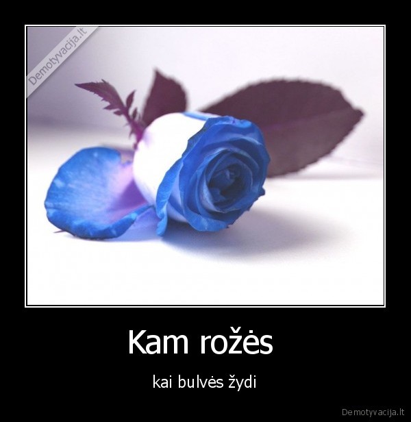 Kam rožės 
