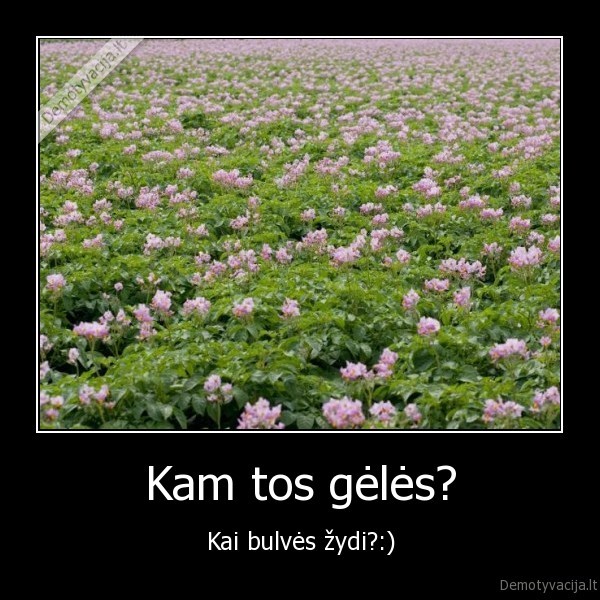 Kam tos gėlės?