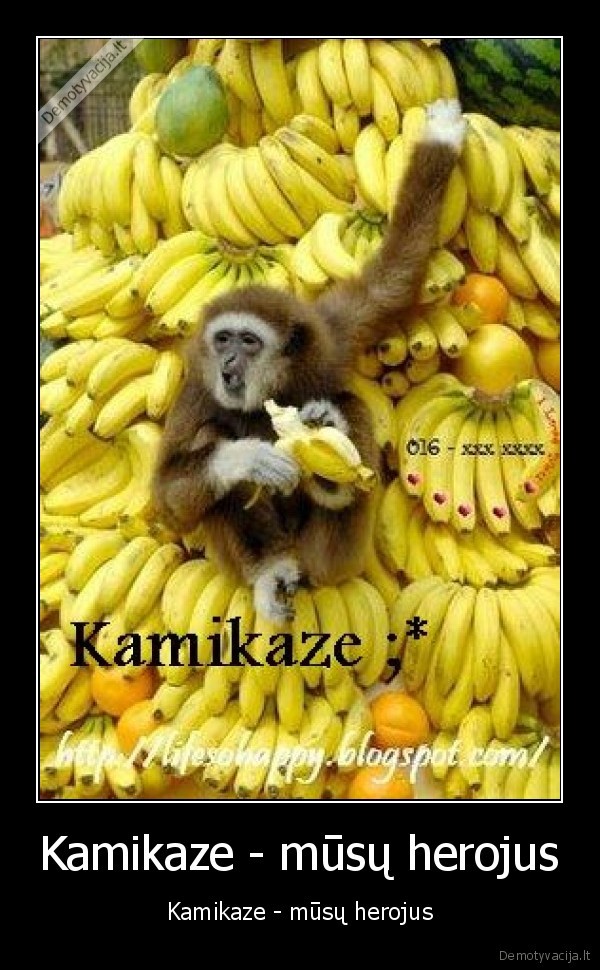monkey