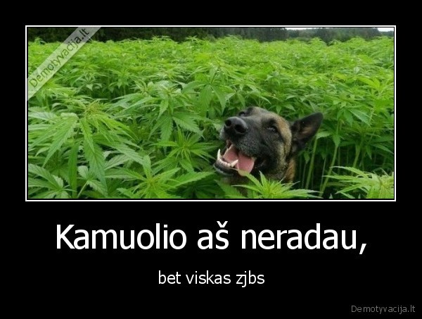 kamuolis,suo