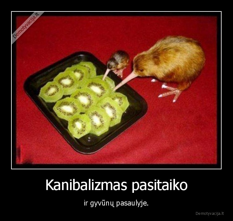 kanibalizmas,kiviai,kivis,paukstis