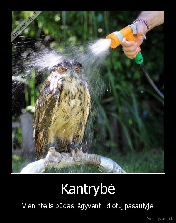 Kantrybė