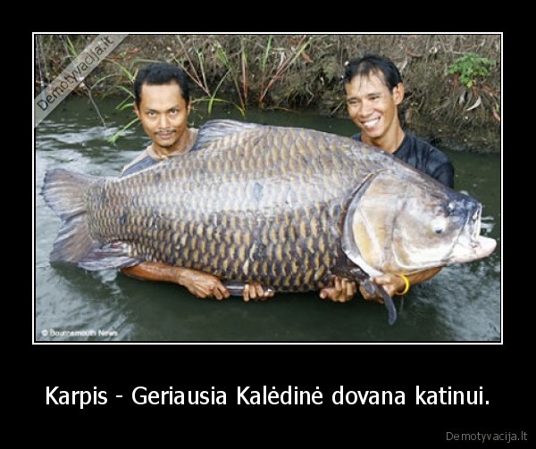 gyvunai,kaledos