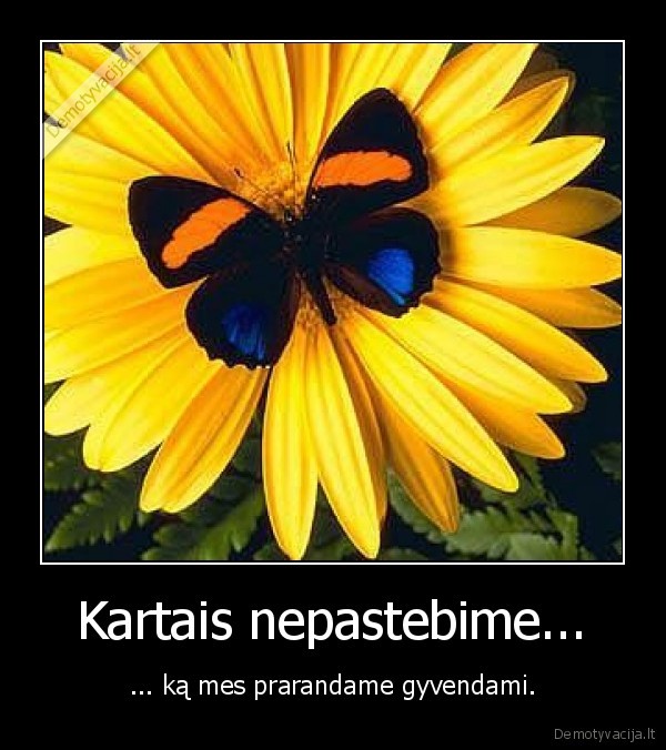gyvenimas