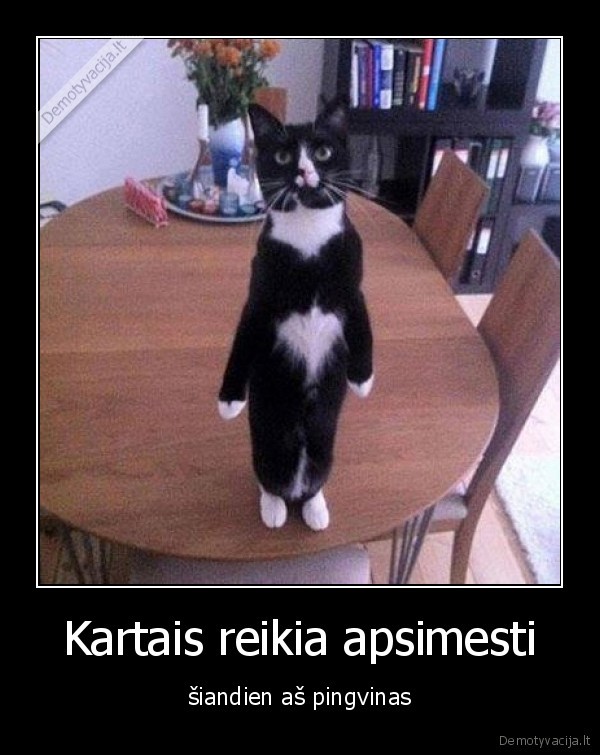 katinas,pingvinas