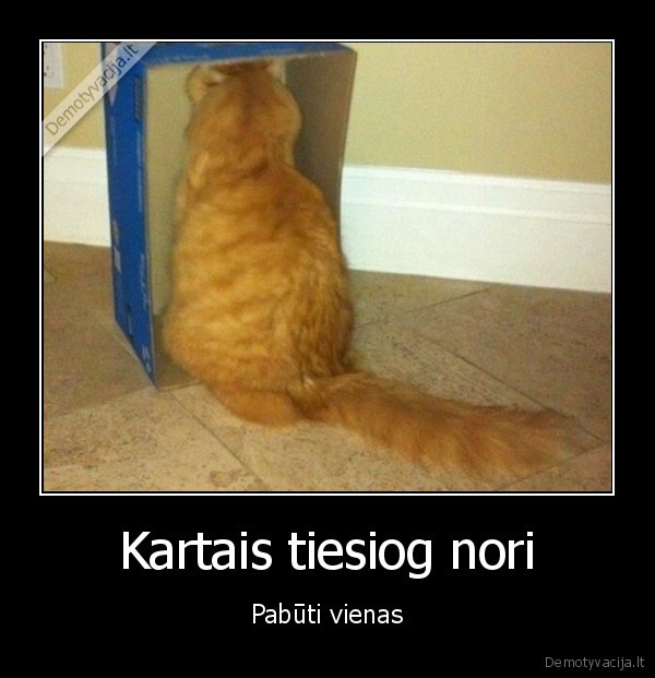 liudnas, katinas,katinas, dezeje