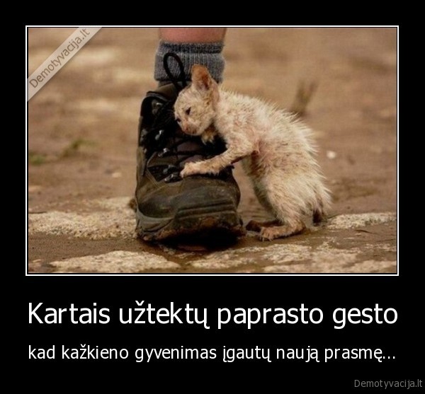 kaciukas,benamis, kaciukas,liudnos, nuotraukos