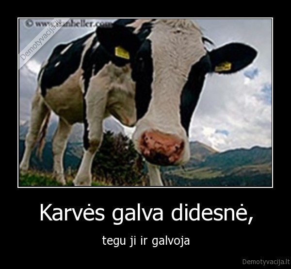 Karvės galva didesnė,