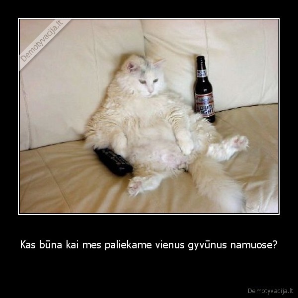 Kas būna kai mes paliekame vienus gyvūnus namuose?