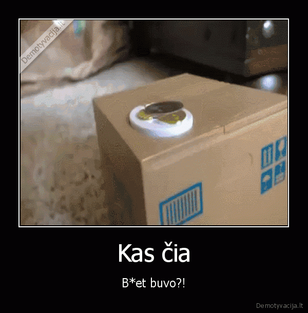 sokiruotas, katinas,dezute