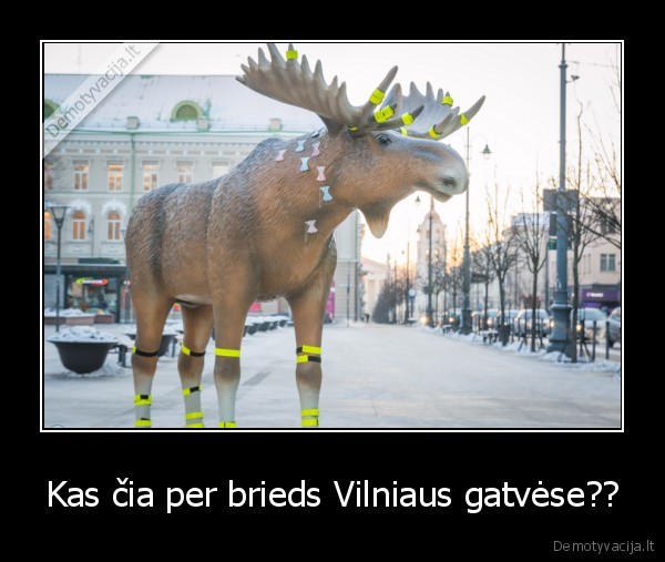 vilnius,gatve,vytas,gediminas,dalia,briedis,briedas