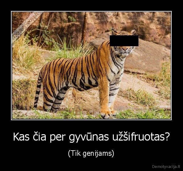gyvunas,tigras