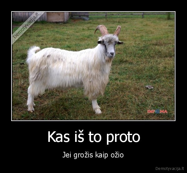 protas,pzys