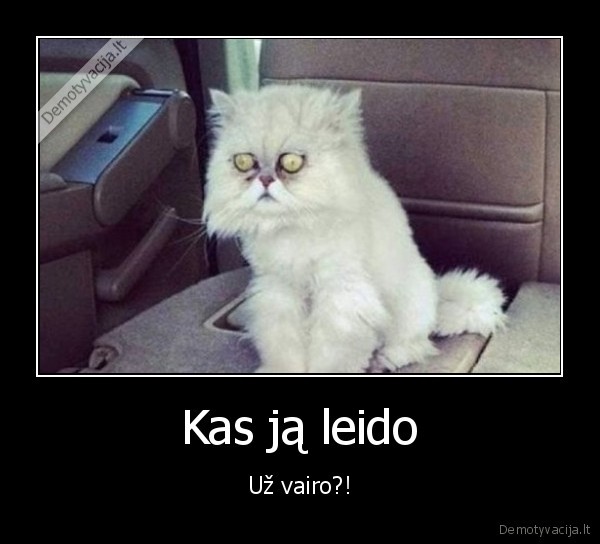 moteris, uz, vairo,issigandes, katinas