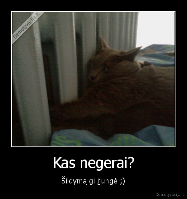 sildymas,katinas,kaciukas,katinai,kates,ziema,siluma,radiatorius,lova