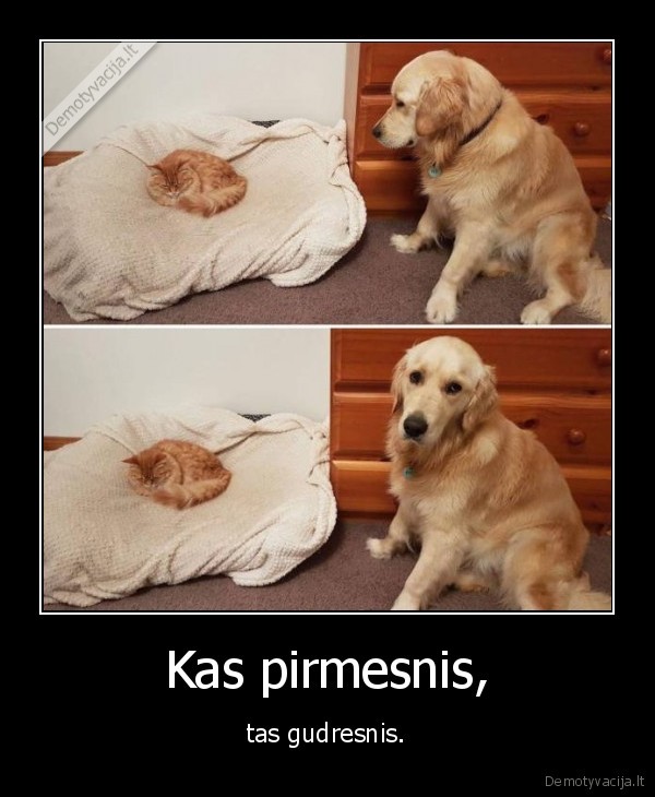 suo,kate,katinas,guolis,miegas