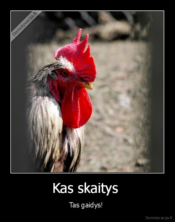 gaidys