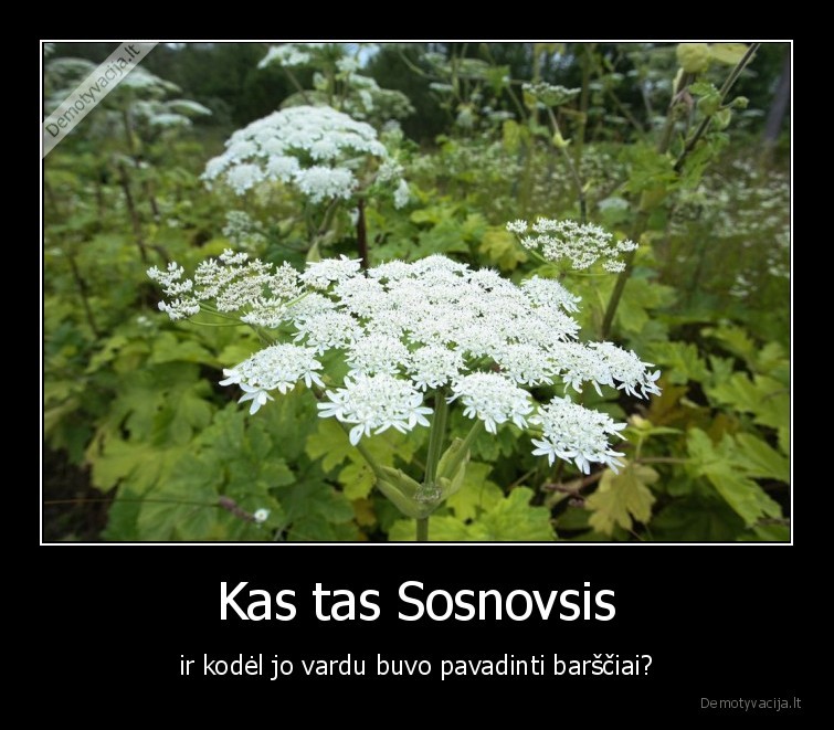 Kas tas Sosnovsis