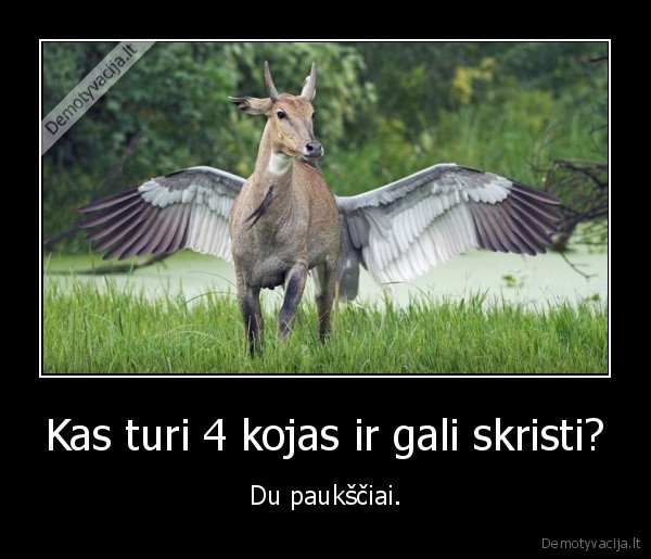 4, kojos,pauksciai,skraidymas,pegasas