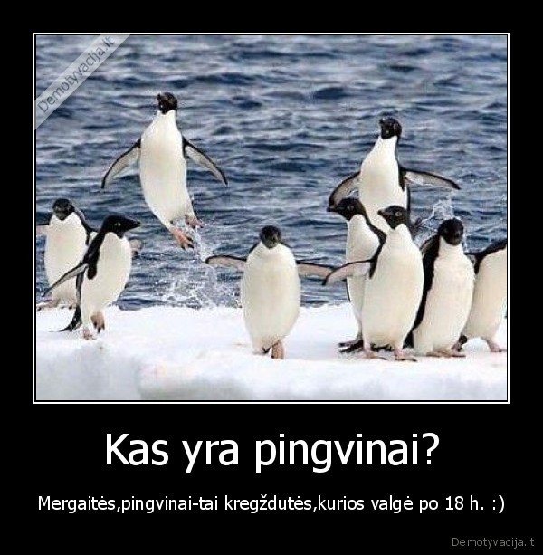 Kas yra pingvinai?