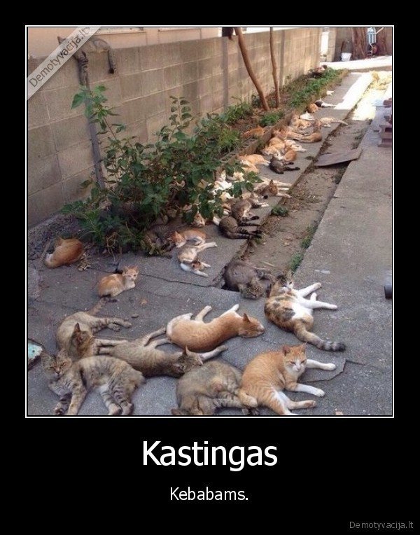 katinai,kebabai,kastingas