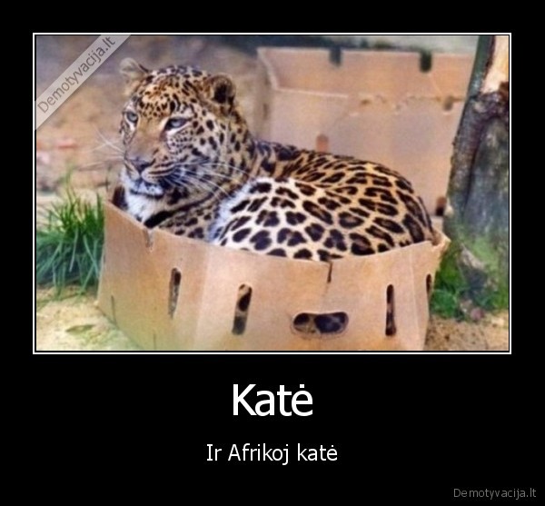gepardas, dezeje,kate, dezeje
