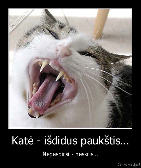 kate,skridimas