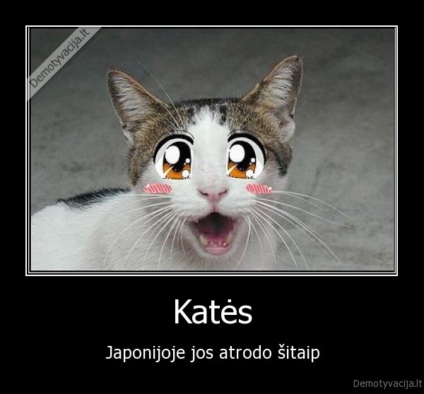 Katės