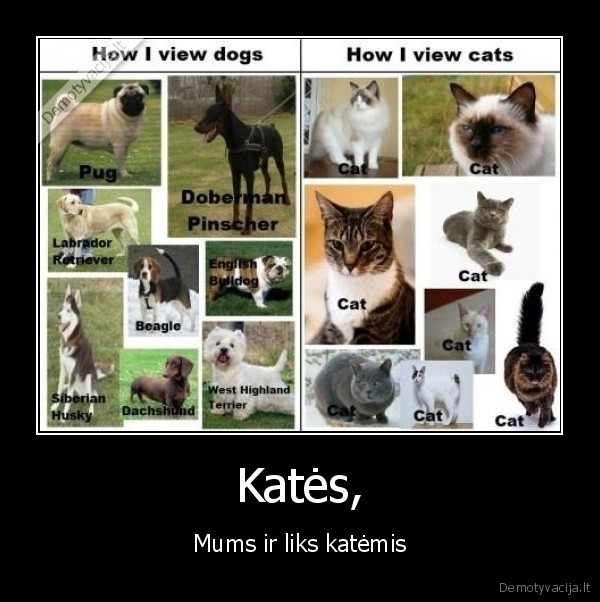 Katės,