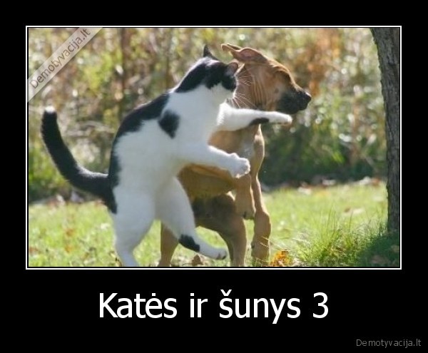 Katės ir šunys 3