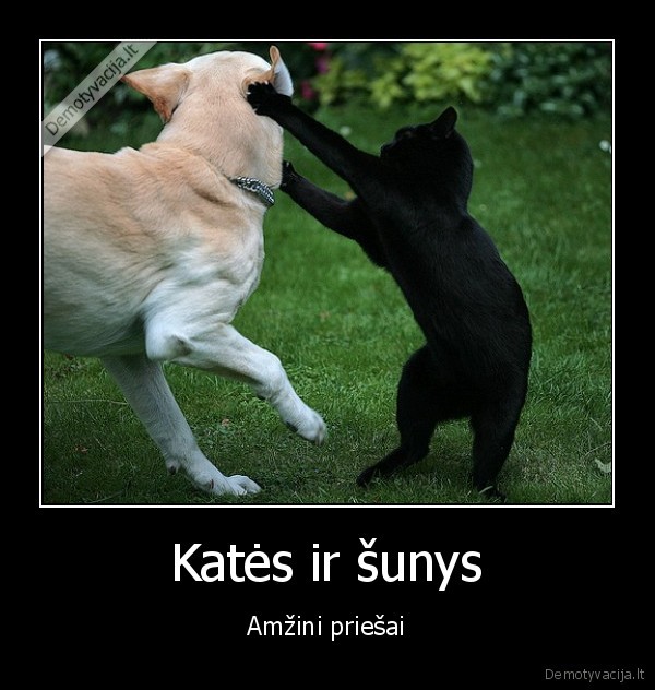 priesai,kates,sunys