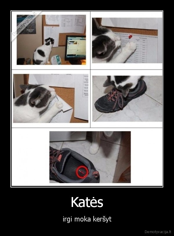 Katės